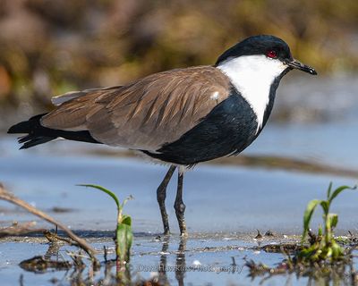 SPUR-WINGED LAPWING