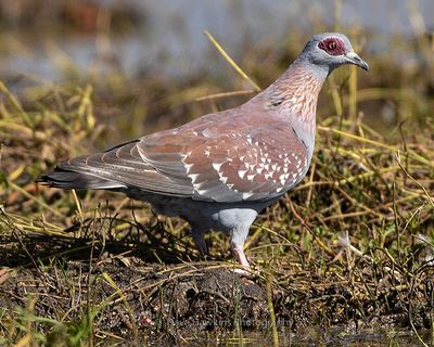 SPECKLED PIGEON