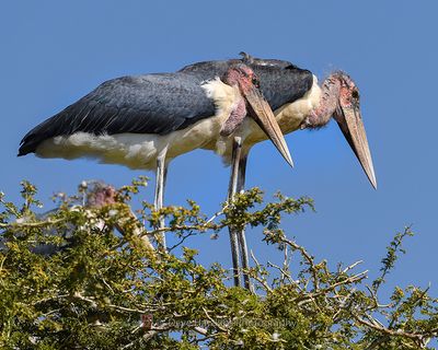 MARABOU STORK