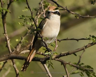 RED-TAILED SHRIKE