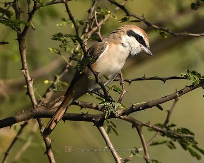 RED-TAILED SHRIKE