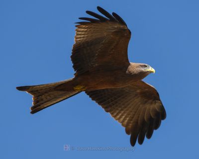 BLACK KITE