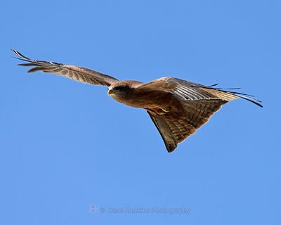 BLACK KITE