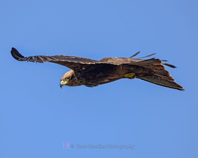 BLACK KITE