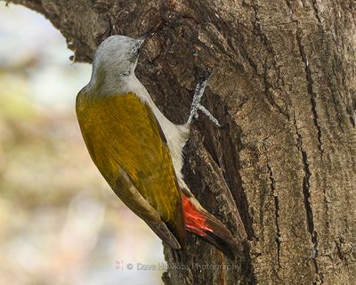 AFRICAN GREY WOODPECKER