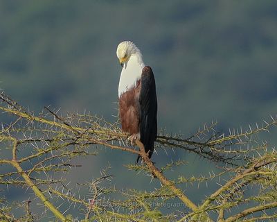 AFRICAN FISH EAGLE
