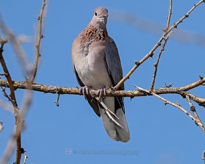 LAUGHING DOVE