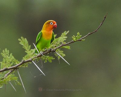 FISCHER'S LOVEBIRD