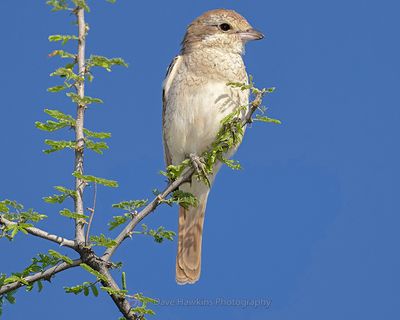 ISABELLINE SHRIKE