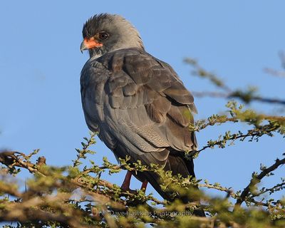 DARK CHANTING GOSHAWK