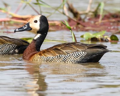 WHITE-FACED WHISTLING-DUCK