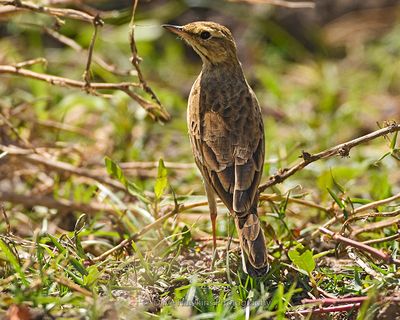 PADDYFIELD PIPIT