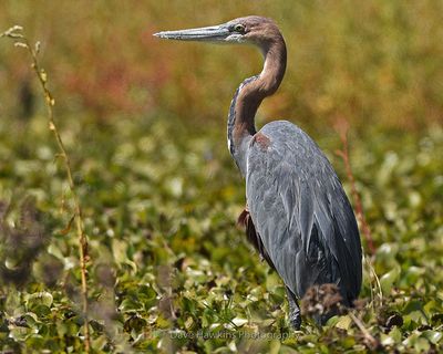 GOLIATH HERON