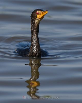 REED CORMORANT