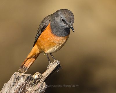 LITTLE ROCK THRUSH