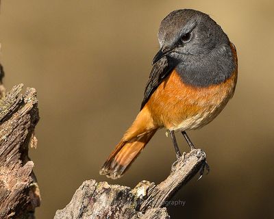 LITTLE ROCK THRUSH