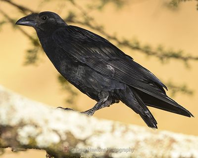 FANTAIL RAVEN