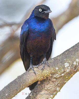 RUPPELL'S STARLING