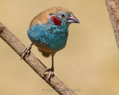 RED-CHEEKED CORDONBLEU