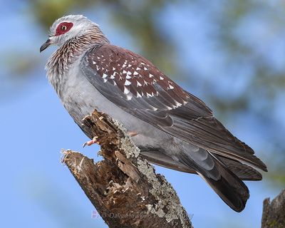 SPECKLED PIGEON