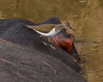 COMMON SANDPIPER