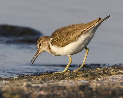 SANDPIPERS