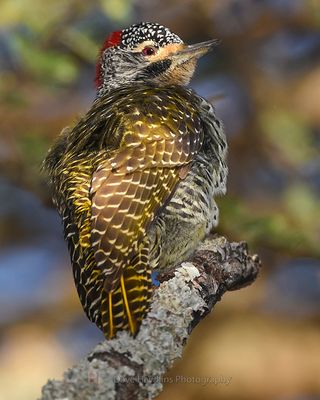 NUBIAN WOODPECKER