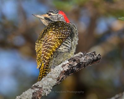 NUBIAN WOODPECKER