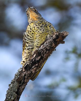 NUBIAN WOODPECKER