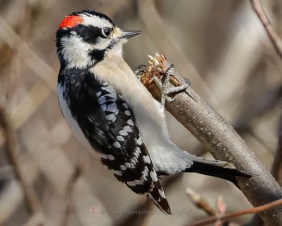 DOWNY WOODPECKER