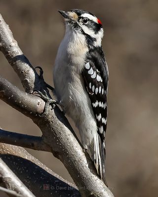 DOWNY WOODPECKER