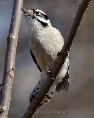 DOWNY WOODPECKER