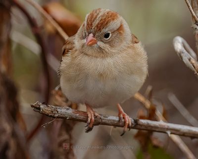 FIELD SPARROW