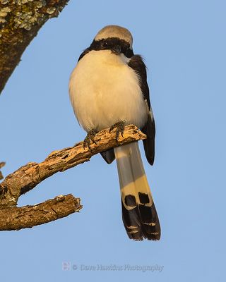 GREY-BACKED FISCAL