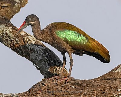 HADADA IBIS