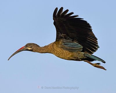 HADADA IBIS