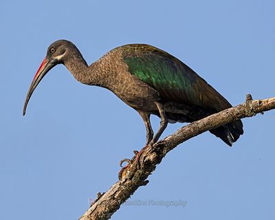 HADADA IBIS