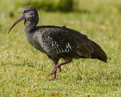 WATTLED IBIS