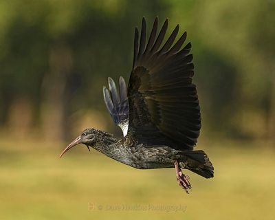 WATTLED IBIS