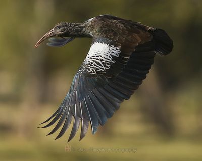 WATTLED IBIS