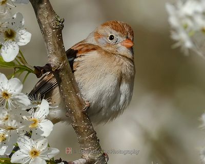 FIELD SPARROW