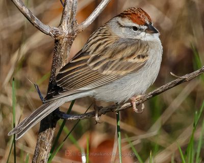 CHIPPING SPARROW