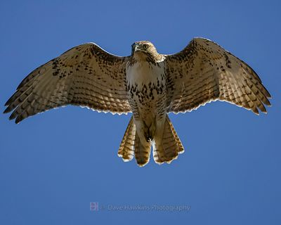 RED-TAILED HAWK