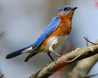 EASTERN BLUEBIRD