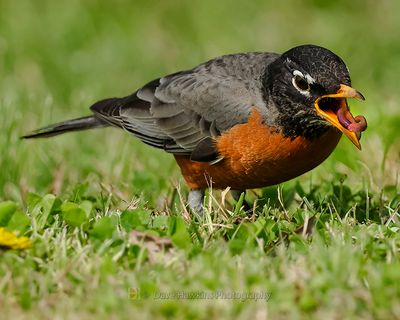 AMERICAN ROBIN