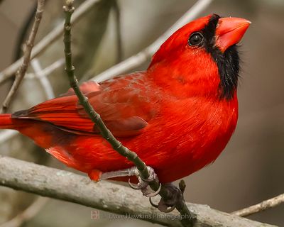 NORTHERN CARDINAL ♂