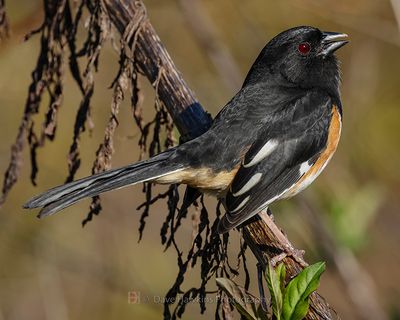 EASTERN TOWHEE ♂