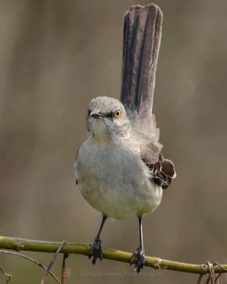 NORTHERN MOCKINGBIRD