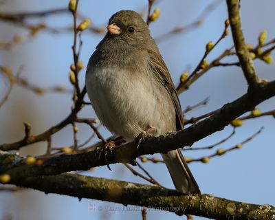 DARK-EYED JUNCO