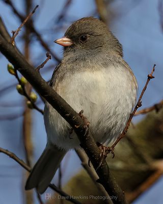 DARK-EYED JUNCO